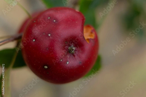 Obraz cherries on a branch