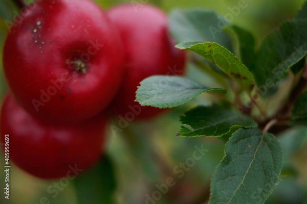 Obraz currant