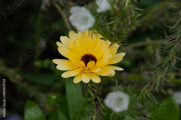 Obraz yellow flower in the garden