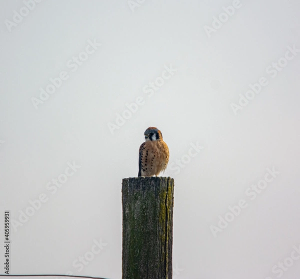 Obraz bird on a fence