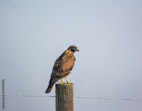 Obraz red tailed hawk