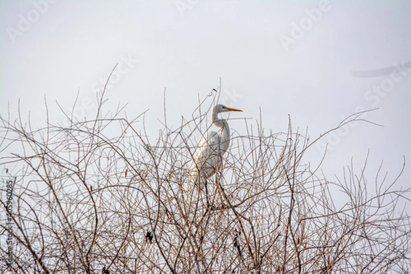 Obraz great heron