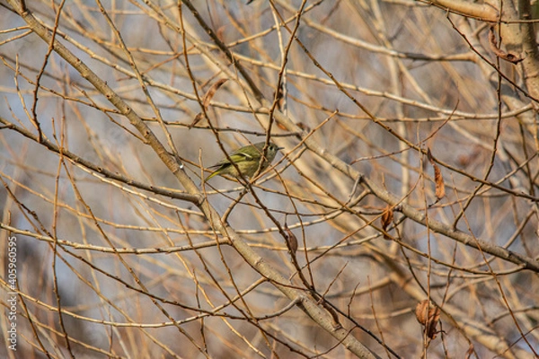 Obraz bird on the branch