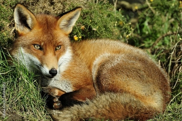 Obraz Red Fox