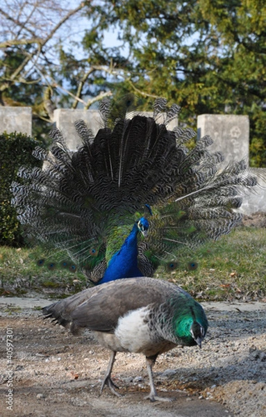 Obraz Peacock wooing