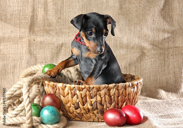 Obraz Miniature Pinscher Puppy