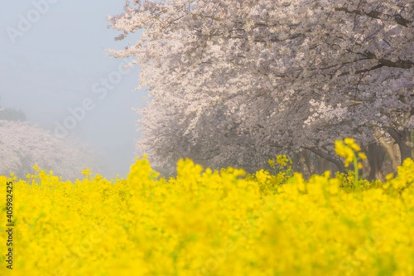 Obraz 朝もやに霞む桜と菜の花
