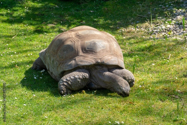 Obraz Schildkröte