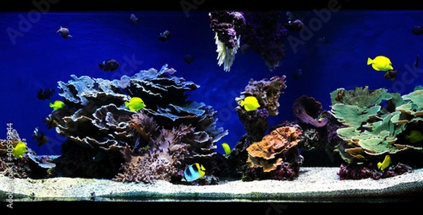 Obraz aquarium