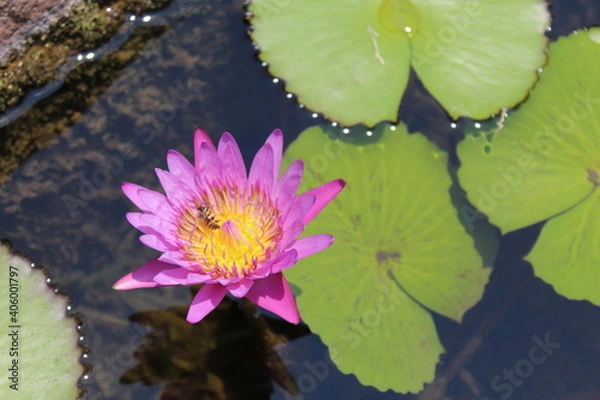 Obraz flores japonesas