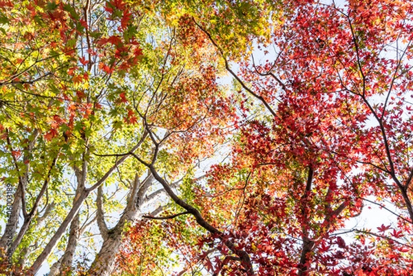 Fototapeta 紅葉のある風景