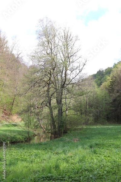 Fototapeta Bach Fluss Bachlauf Fränkische Schweiz Franken