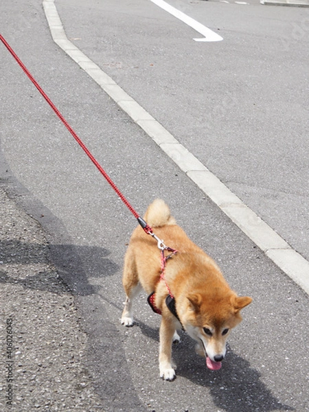 Fototapeta 散歩をする柴犬