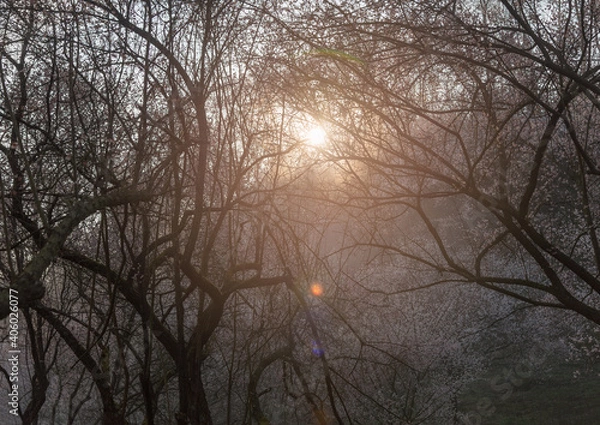 Obraz plum blossom at the spring