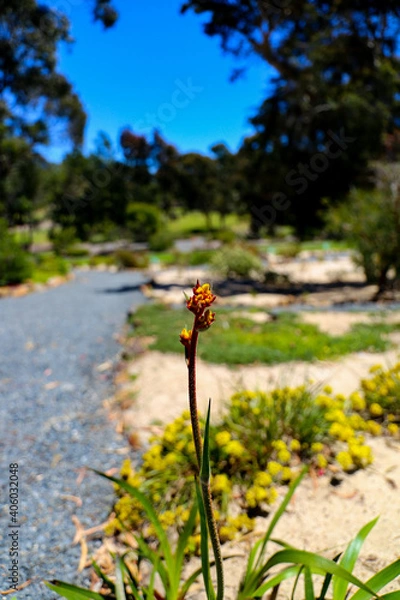 Obraz Sharp Foreground Flora
