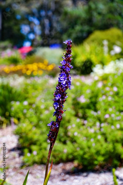 Obraz Purple Flora Close-up