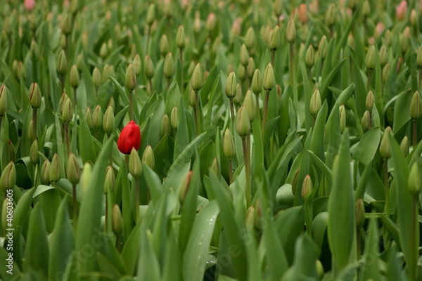 Fototapeta Tulips