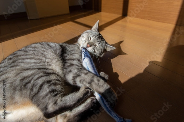 Fototapeta ぬいぐるみで遊ぶ猫　サバトラ猫