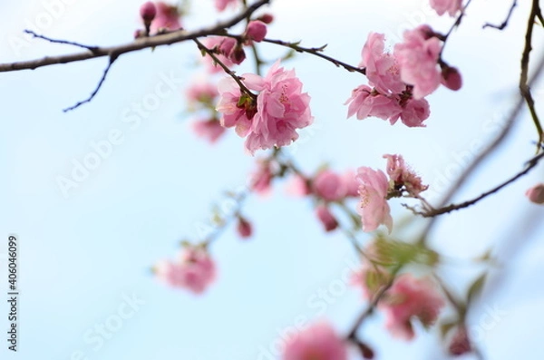 Fototapeta 桃の花