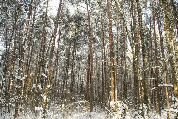 Obraz Winter Snowy Forest
