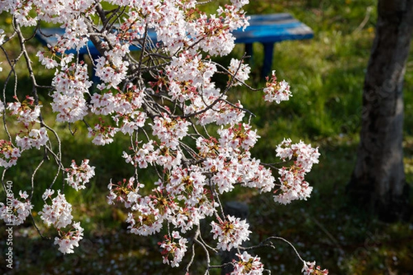Obraz 公園の桜クローズアップ俯瞰　背景ボケ