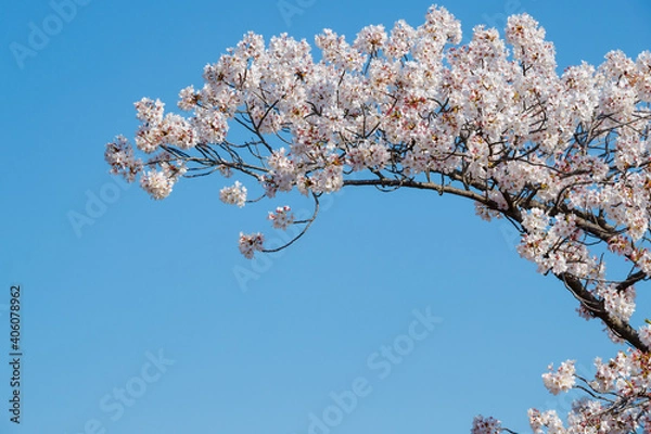 Obraz 桜と青空