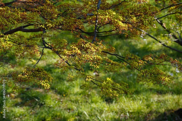 Obraz 公園の紅葉の新芽　俯瞰