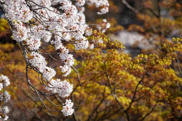 Obraz 公園の桜クローズアップ俯瞰　紅葉の新芽背景