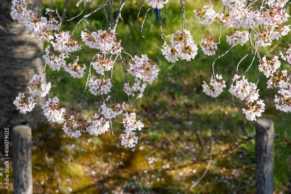 Obraz 公園の桜クローズアップ俯瞰　背景ボケ