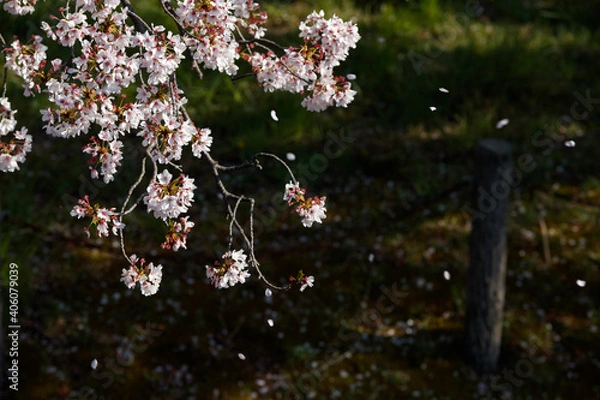 Obraz 公園の桜クローズアップ俯瞰　背景ボケ