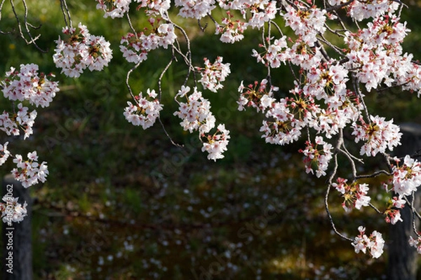Fototapeta 公園の桜クローズアップ俯瞰　背景ボケ