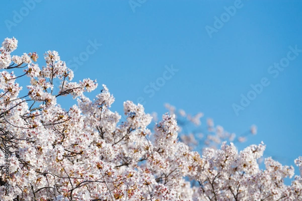 Obraz 桜と青空