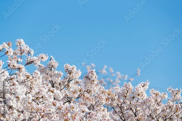 Obraz 桜と青空