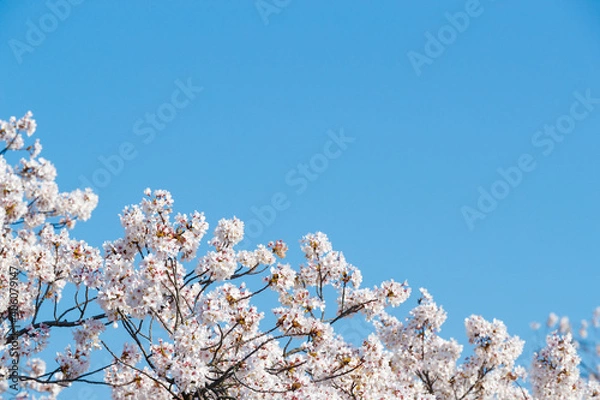 Fototapeta 桜と青空