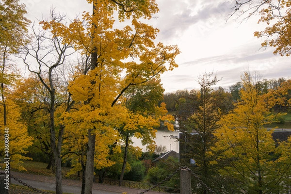Obraz trees in autumn