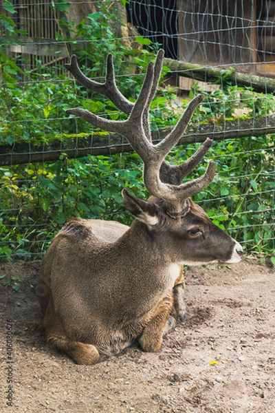 Obraz deer in the forest