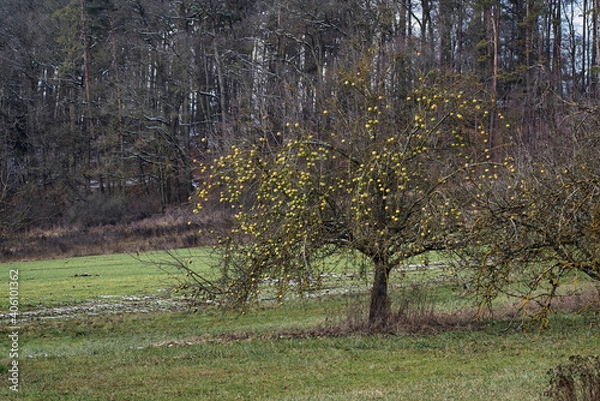 Obraz Vergessene Ernte
