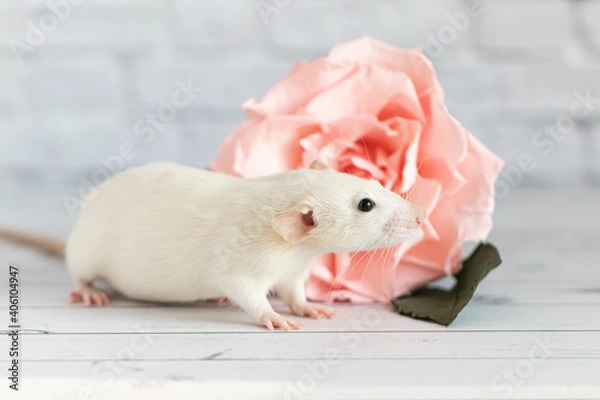 Obraz Decorative cute white rat sits next to a rose flower. On the background of a white brick wall. A close-up of a rodent.