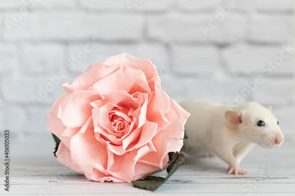 Obraz Decorative cute white rat sits next to a rose flower. On the background of a white brick wall. A close-up of a rodent.