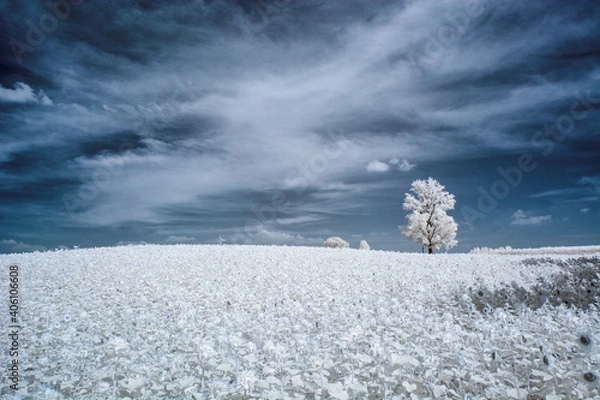 Fototapeta 적외선(나무)