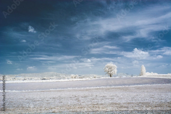 Fototapeta 적외선 사진(들녘의 나무)