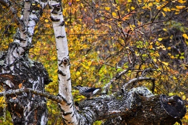 Fototapeta A bird on the birch tree in Altay mountains forest, Russia