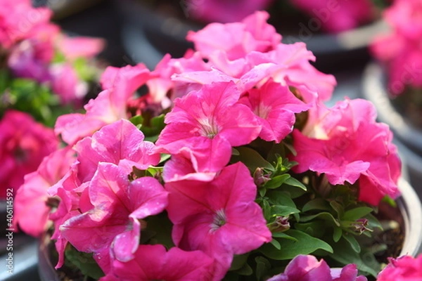 Fototapeta pink hydrangea