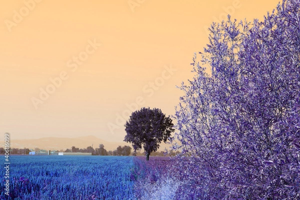 Fototapeta lavender field at sunset