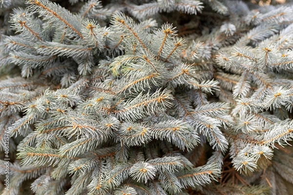 Fototapeta fir tree branch