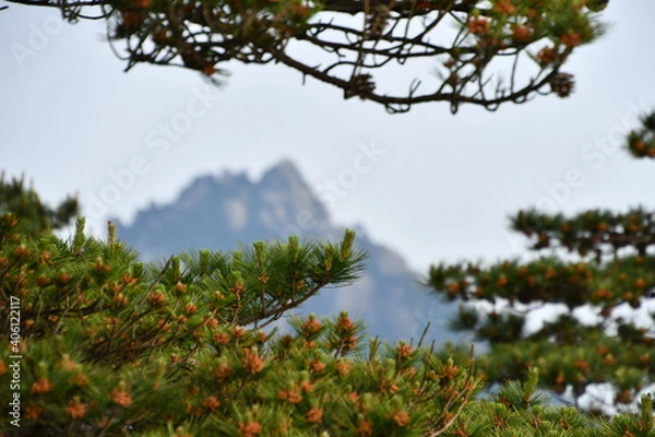 Fototapeta Pine branches with mountain on the back, Huangshan, China