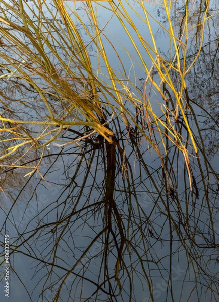 Fototapeta mirroring twiggy riparian scenery