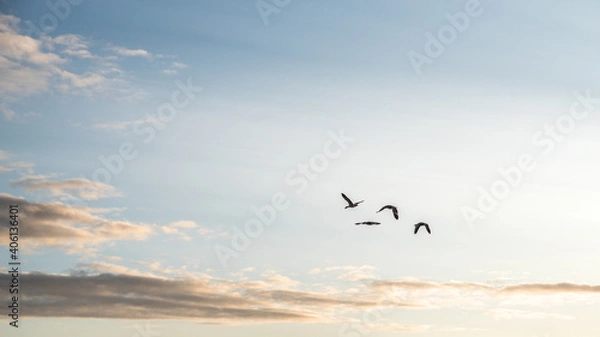 Obraz Gänse im Flug