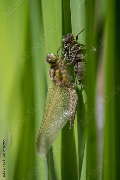 Obraz Vierfleck nach Schlupf VI