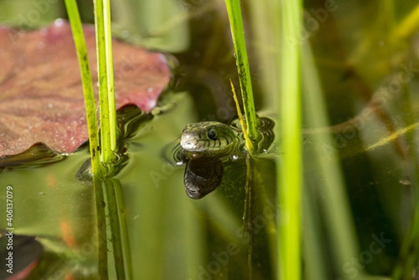 Obraz Ringelnatter II